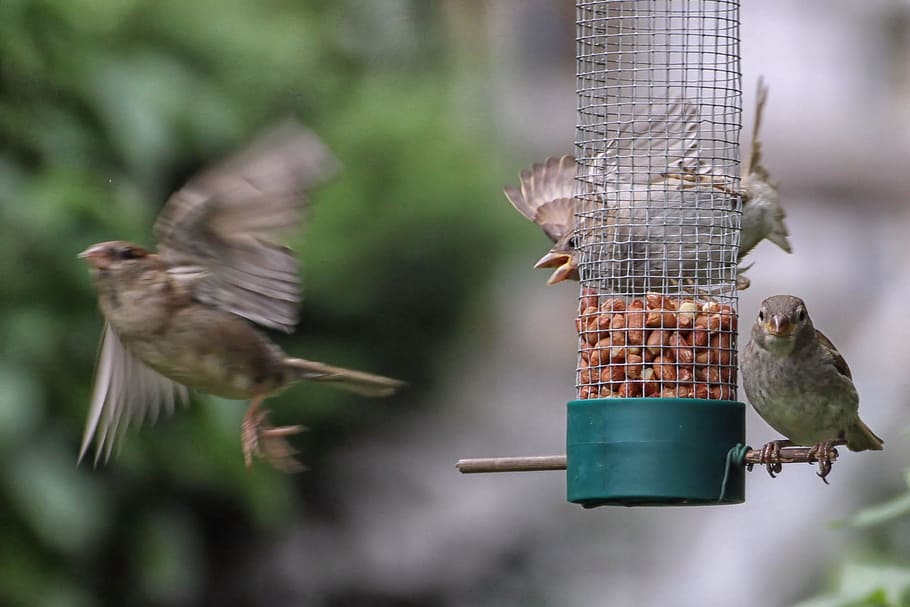 Sparrows, Treat, Dispenser, Fly, treat dispenser, out of focus, motion blur, bird, animal, nature