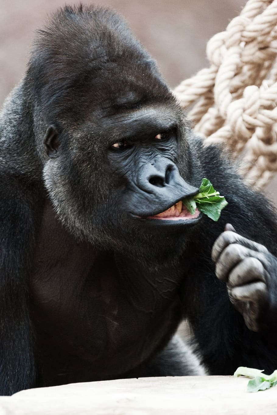 silver-back gorilla, eating, green, leaf close-up photo, Gorilla, Animal, Monkey, Primate, Ape, africa
