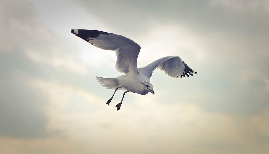 flying, seagull, bird, nature, animals, swoop, sea, animals in the wild, animal wildlife, spread wings