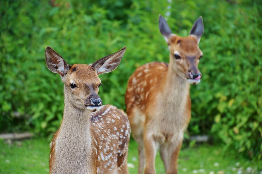 two brown deers, roe deer, kitz, wild, forest, red deer, young, fawn, young animal, wildlife park