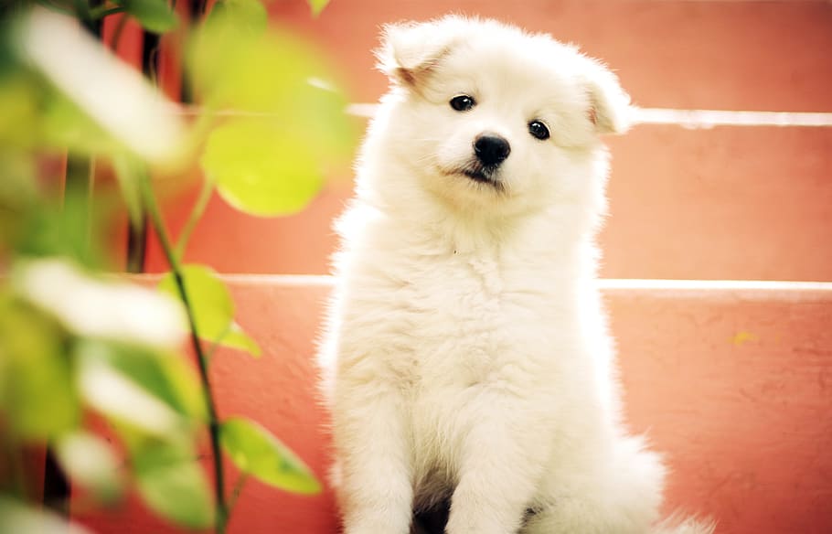 화이트, 인디언 스피츠 강아지, 개, 강아지, 귀여운, 홀딱 반할만한, 애완 동물, 귀여운 강아지, 작은, 모피