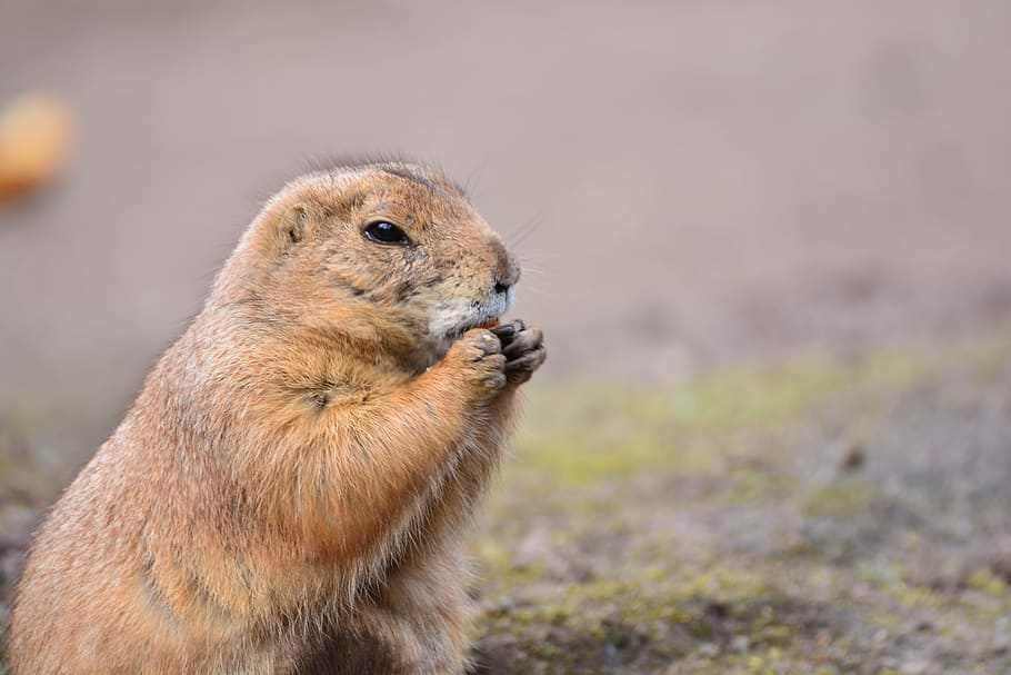 Dogs, Prairie Dog, Croissant, prairie dogs, rodents, animals, small, cute, animal, zoo