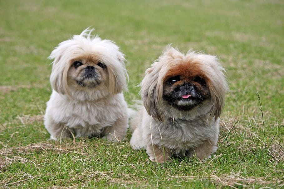 two, long-coated brow puppies, green, grassland, pekingese, dogs, cute, animal, pet, small