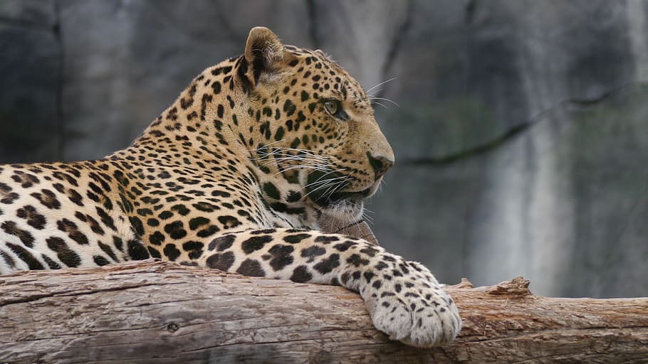 brown, leopard, tree log, daytime, noble, cat, wildlife, undomesticated Cat, africa, animal