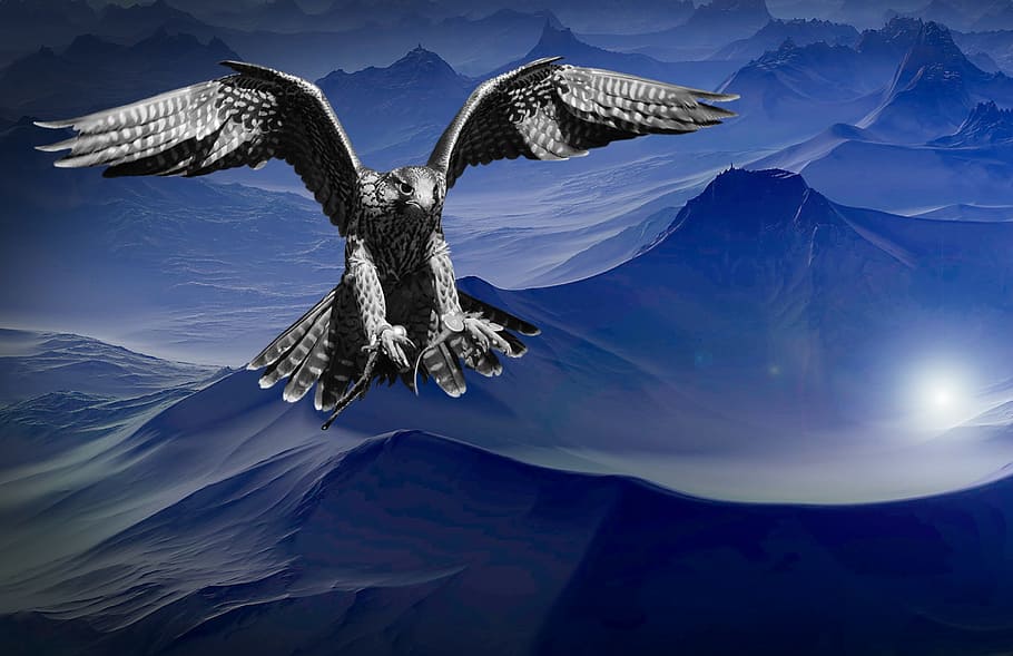 falcon, mountain, dark, night, sky, predator, dangerous, fly, wings, bird