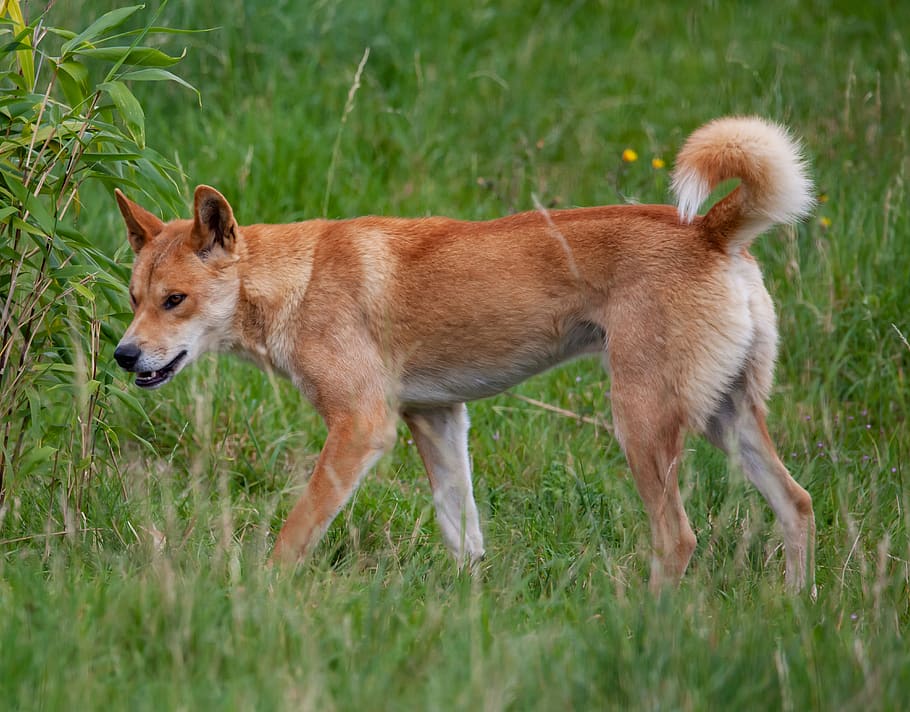 dingo de la isla fraser, dingo, perro australiano, perro salvaje, animal, canino, perro, salvaje, carnívoro, depredador