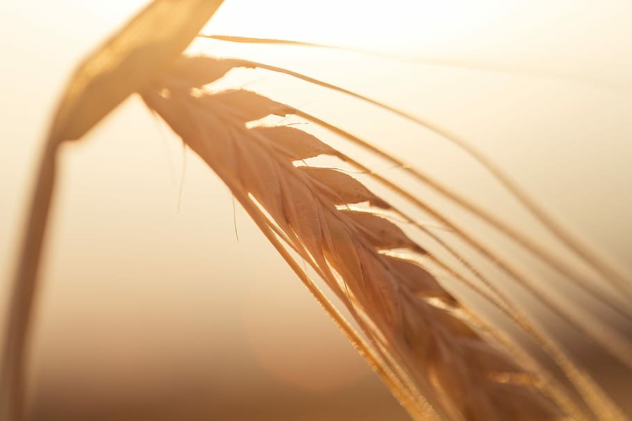 espigas de trigo dourado, Trigo dourado, Orelhas, milho, campo, grãos, natureza, sementes, ensolarado, trigo