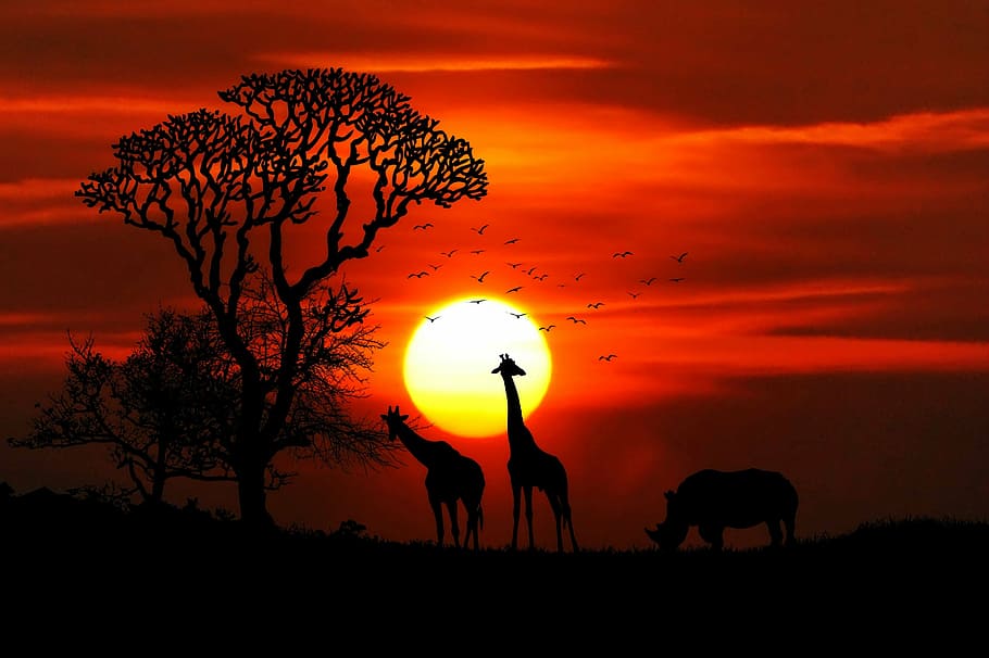 silhueta, foto de girafa, África, animais, safari, rinoceronte, girafas, grande jogo, região selvagem, savana