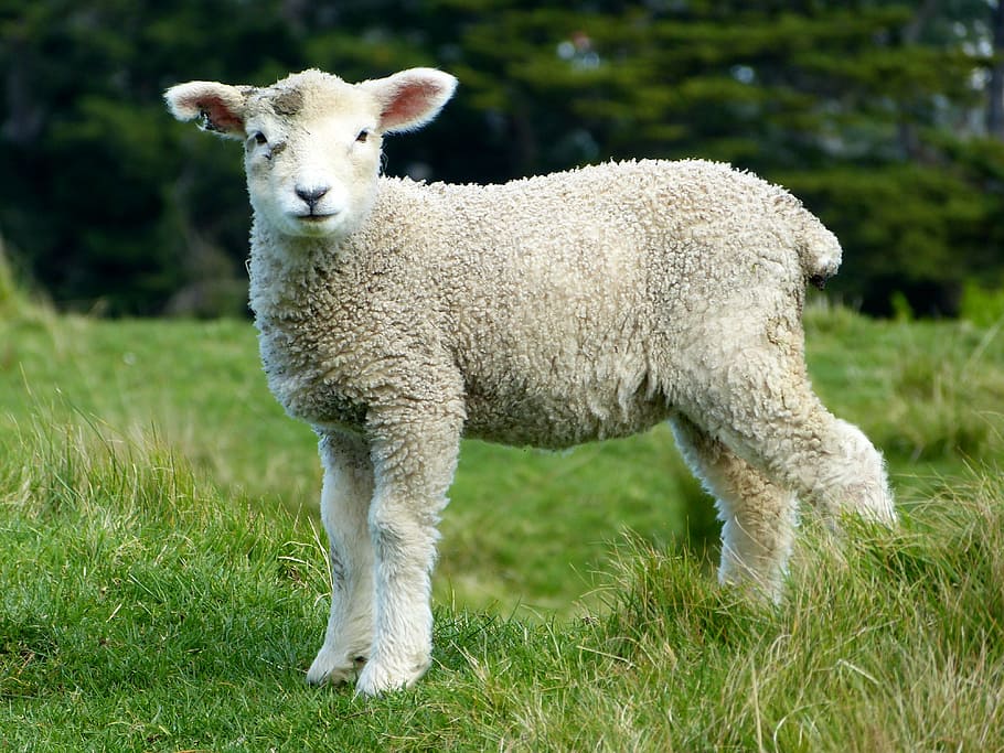 lamb on lawn, sheep, white, lambs, goats, animals, mammals, furry, cute, farm animals