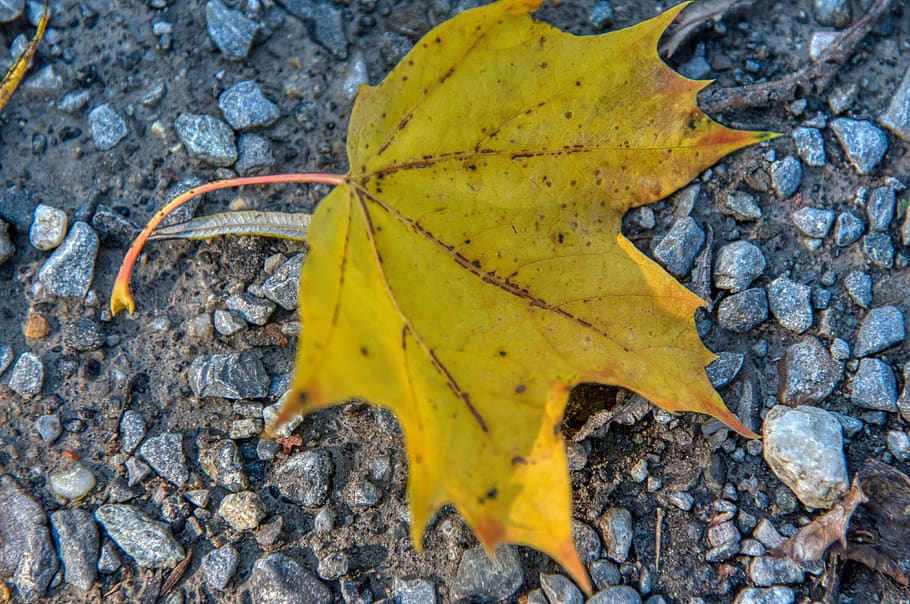 daun maple, daun, musim gugur, warna musim gugur, nikmat, tanah, kuning, bagian tanaman, alam, tidak ada orang