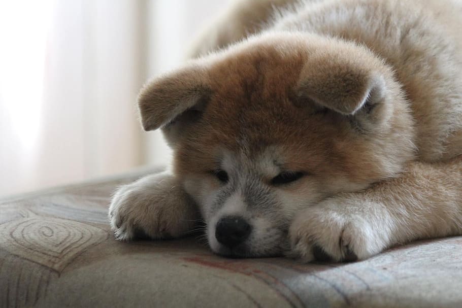 akita, akita inu, puppy, japanese akita, red dog, dog, one animal, relaxation, animal, animal themes
