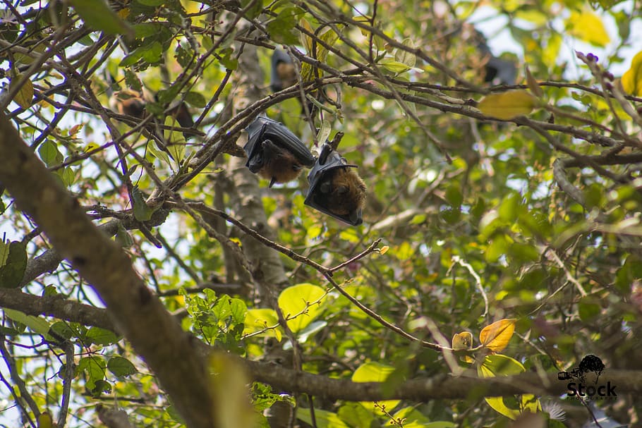 between morcegos pássaro 9265, entre morcegos pássaro, ao ar livre, natureza, folha, filial, flora, vida selvagem, selva, árvore
