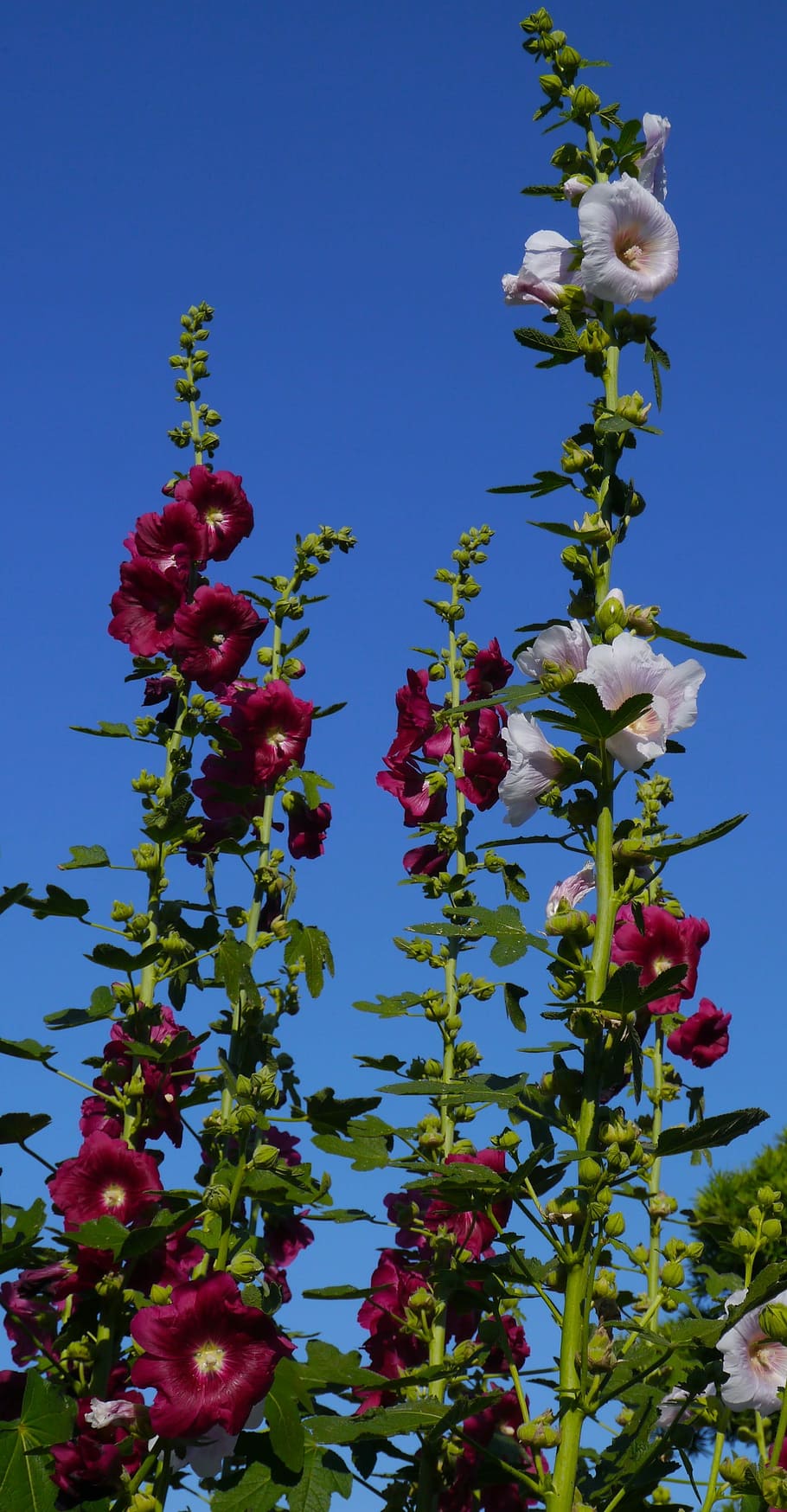 Althaea Rosea, 白, ピンク, 葵花, 赤紫, 花, つぼみ, 葉, 緑, 大津公園