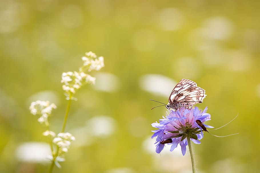close-up photo, white, brown, butterfly, perched, purple, flower, chessboard butterfly, women's board, edelfalter