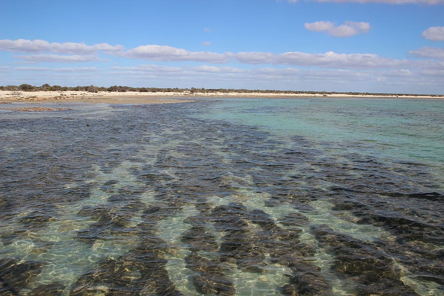 stromatolites, australia, fossils, bacteria, nature, sea, shark bay, water, sky, land