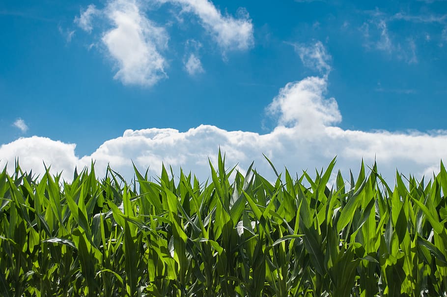 verde, planta de maíz, azul, cielo, bajo, ángulo, foto, grano, campo, claro