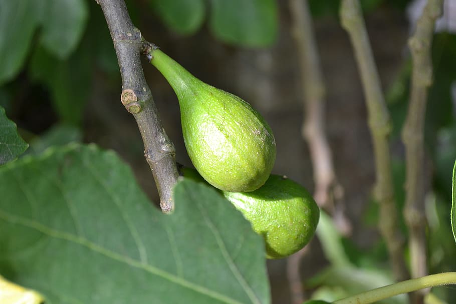 Selvagem, Figueira-comum, Ficus Carica, figo selvagem, fruta jovem, verde, close-up, adão e eva, jardim do éden, folha de figueira