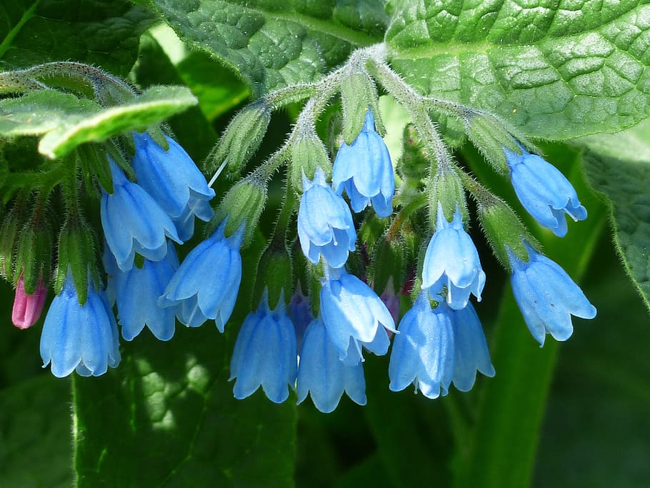 Consuelda áspera, flor, azul, symphytum asperum, matricaria del Cáucaso, raublattgewächs, boraginaceae, floración, flora, planta