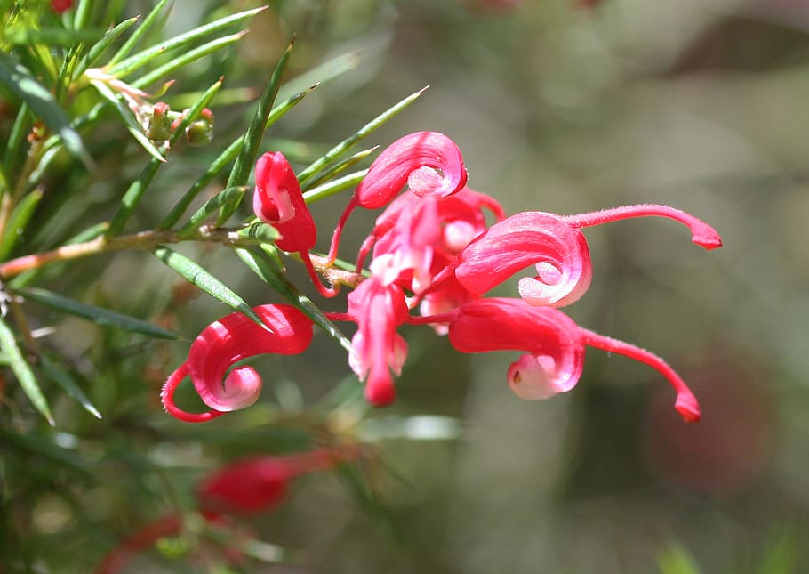 grevillea sp, red, white, green, flower, bloom, blossom, landscaping, ornamental, australia