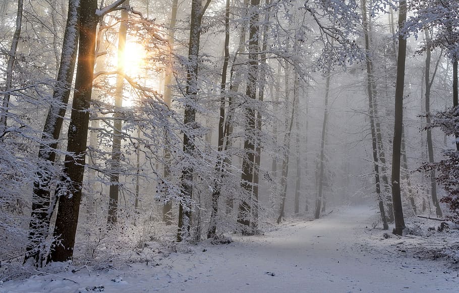 salju, musim dingin, hutan, alam, dingin, pemandangan salju, sihir musim dingin, mistik, kabut, berkabut