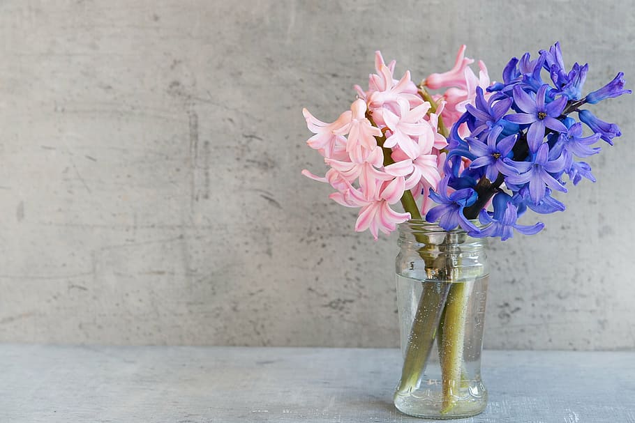 rosa, roxo, flores, claro, frasco de vidro, jacinto, azul, vaso, vidro, deco
