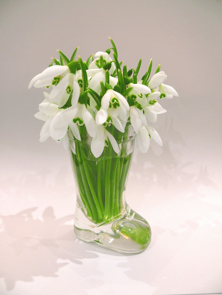clear, glass boot-themed flower vase, filled, white, flowers, Snowdrops, Spring, Season, Flower, Macro, spring