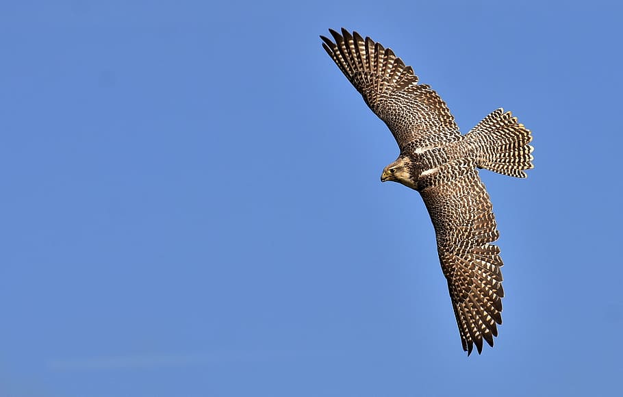 brown, gray, bird, falcon, bird of prey, wildlife photography, wild animal, nature, feather, plumage