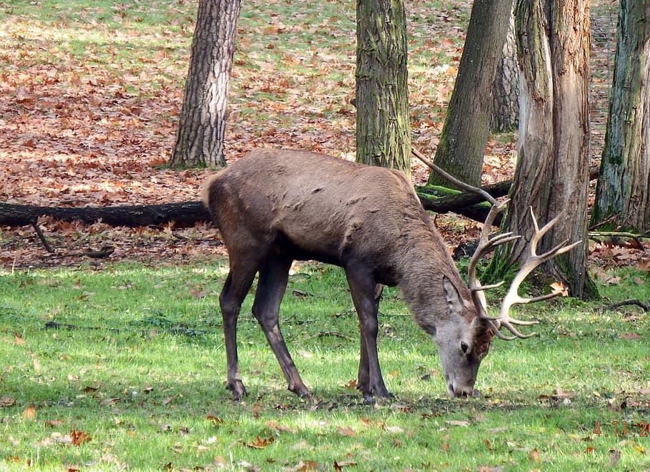 deer on forest, Deer, forest, red deer, november, rut, antler, autumn, wild, hunting