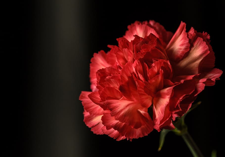 red, carnation flower, isolated, black, background, dianthus, flower, plant, garden, summer
