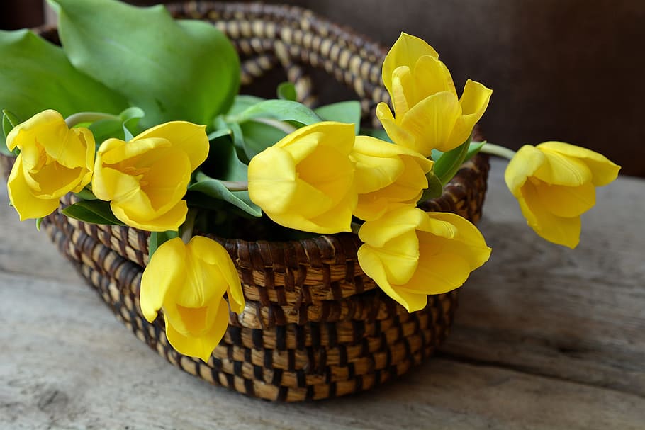 yellow, petaled flowers, brown, wicker basket, tulips, cut flowers, flower basket, basket, flowers, yellow flowers