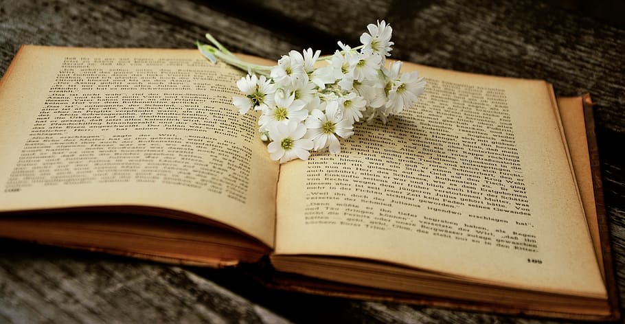 white, daisy, flowers, book, old, read, used, white daisy, old book, historically