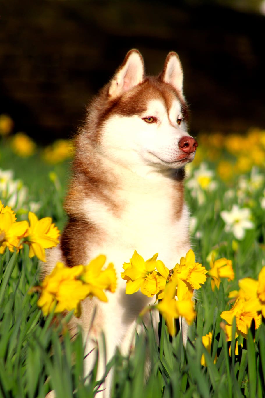 husky siberiano, husky, perro, canino, mascota, animal, narciso, un animal, planta floreciendo, temas animales