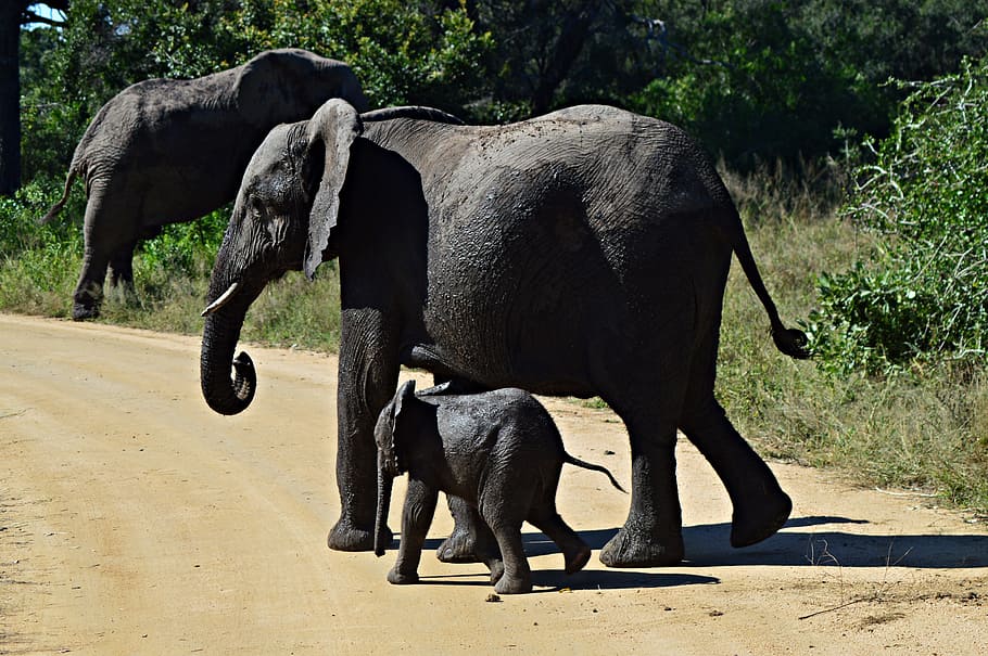 gajah, berjalan, jalan, muda, margasatwa, alam, hewan, afrika, tema binatang, mamalia