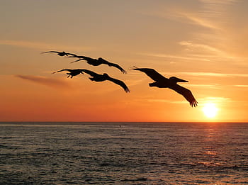 Fotos pelícano volando libres de regalías | Pxfuel