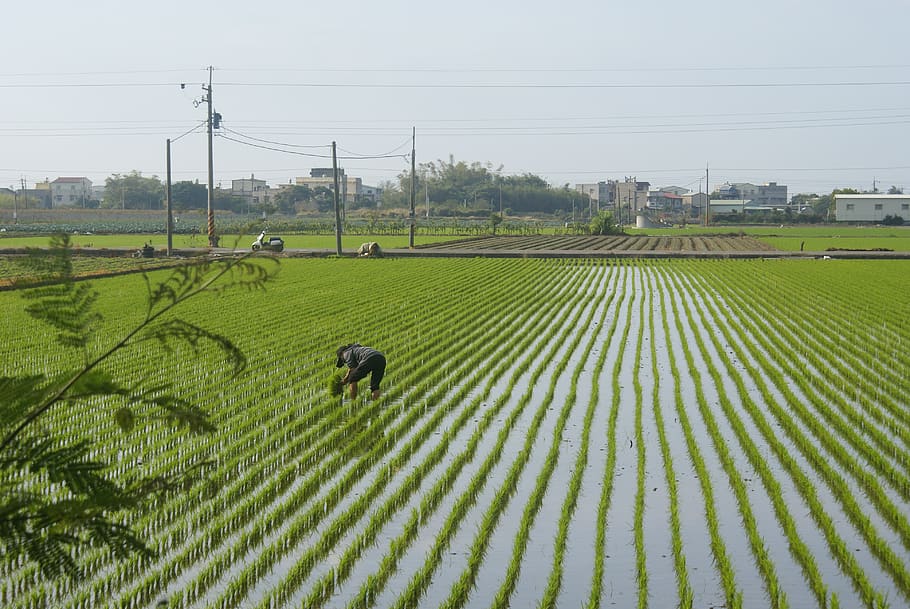 ye tian, in rice field, planting, farmland, field, landscape, real people, sky, land, agriculture