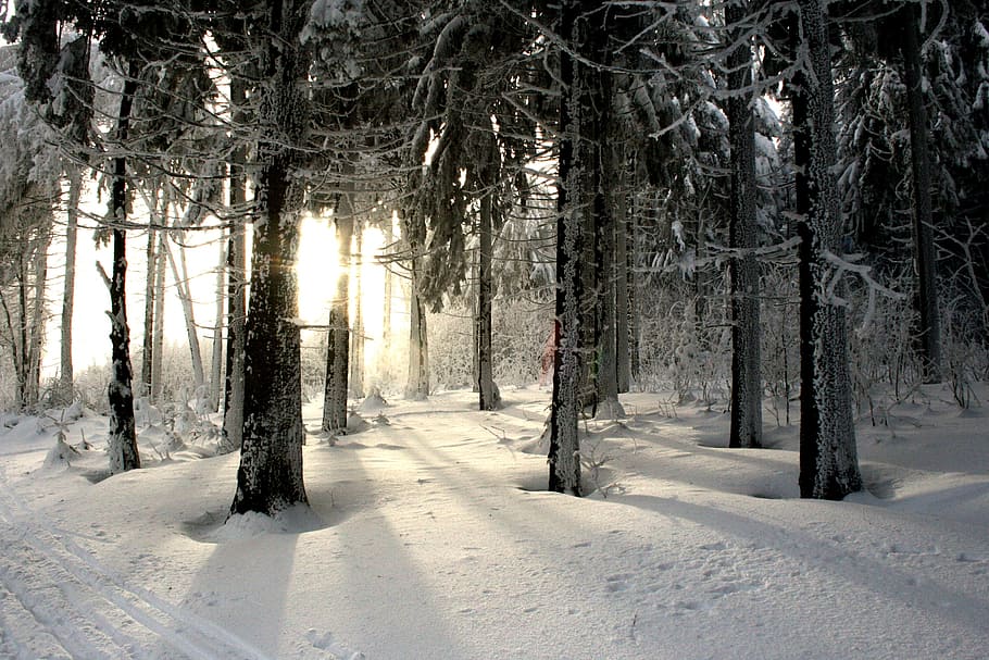 雪, 季節, 昼間, 冬, 冬の森, 森, 木, 寒さ, 冬の魔法, 氷