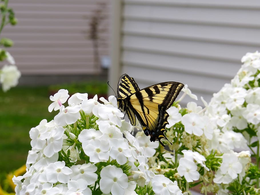 white, petal, flower, bloom, nature, plant, butterfly, insect, garden, backyard