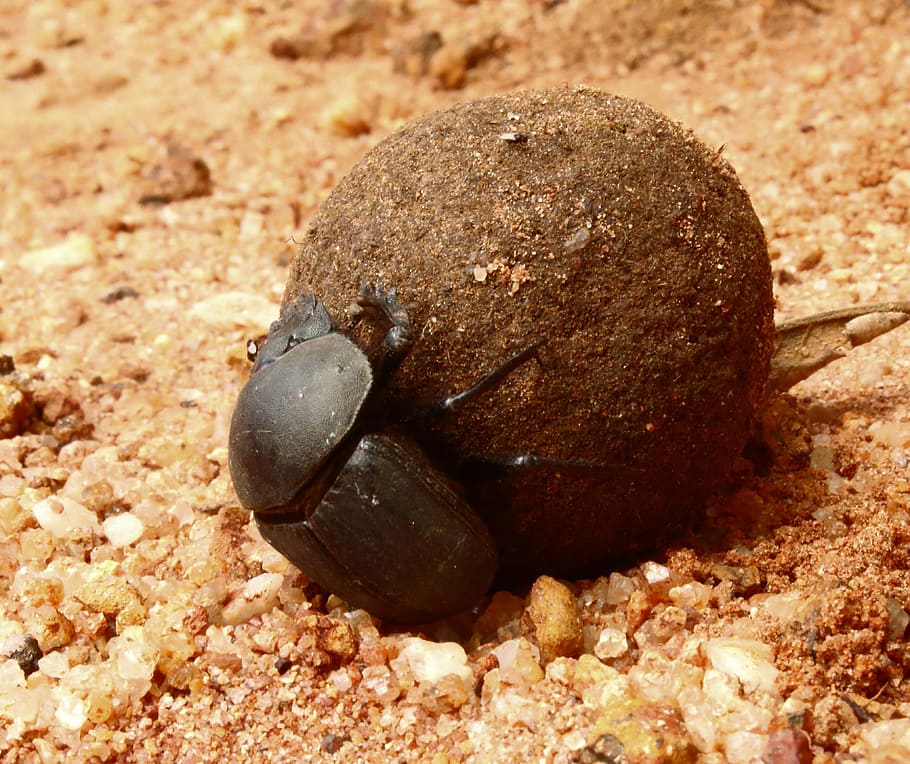 beetle, dung beetle, bugs, close-up, animal wildlife, solid, rock, nature, animal, animal themes
