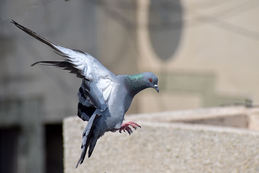 pigeon, flight, bird flying, landing, bird, animal themes, animal, vertebrate, animals in the wild, animal wildlife