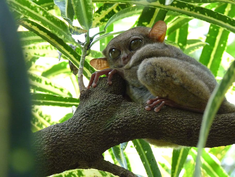 tarsier, yoda, gollum, asia, primate, petit, big, eyes, philippines, bohol