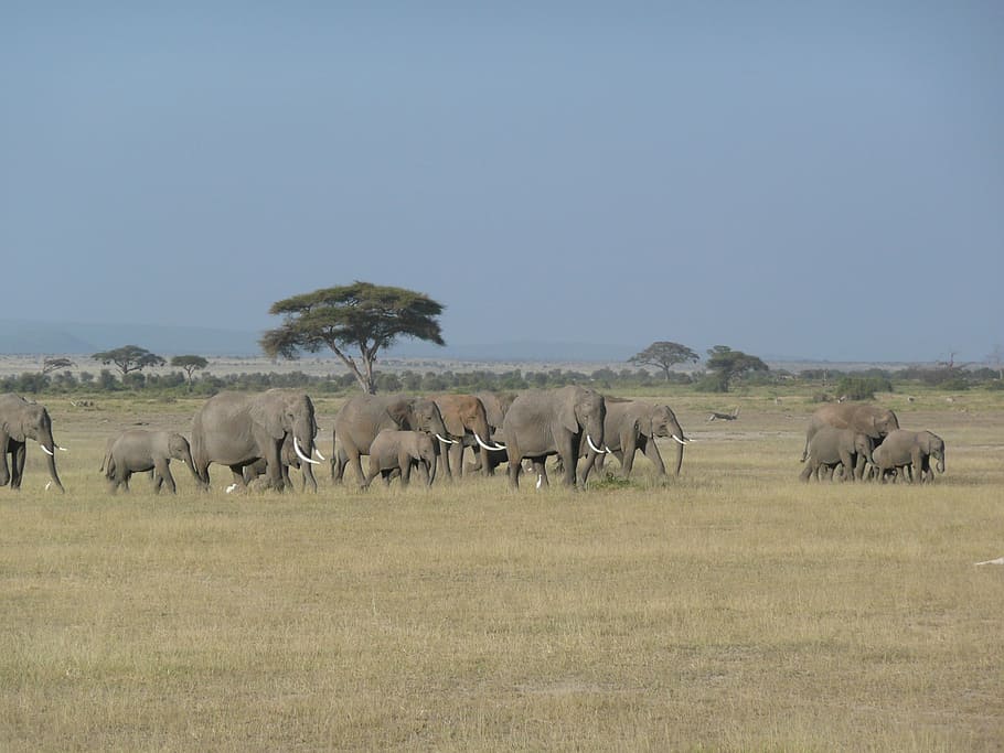 群れ, アフリカ象, 青, 空, 象, ケニア, 野生, 野生動物, アフリカ, 動物