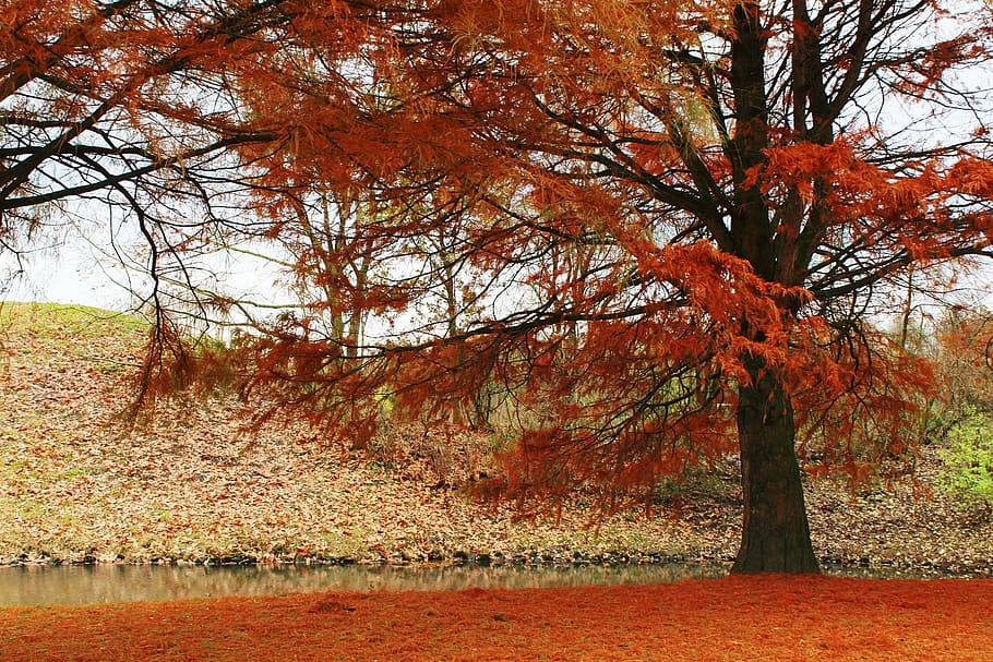 Красный золотой осень. Золото красная осень. Red Fall.