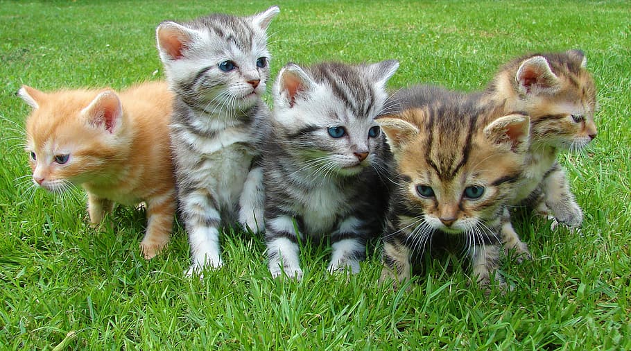 5匹の子猫, 子猫, 猫, 猫の子犬, ラッシュ, フロート, 幸運な猫, 猫の飼育, ekh, bkh