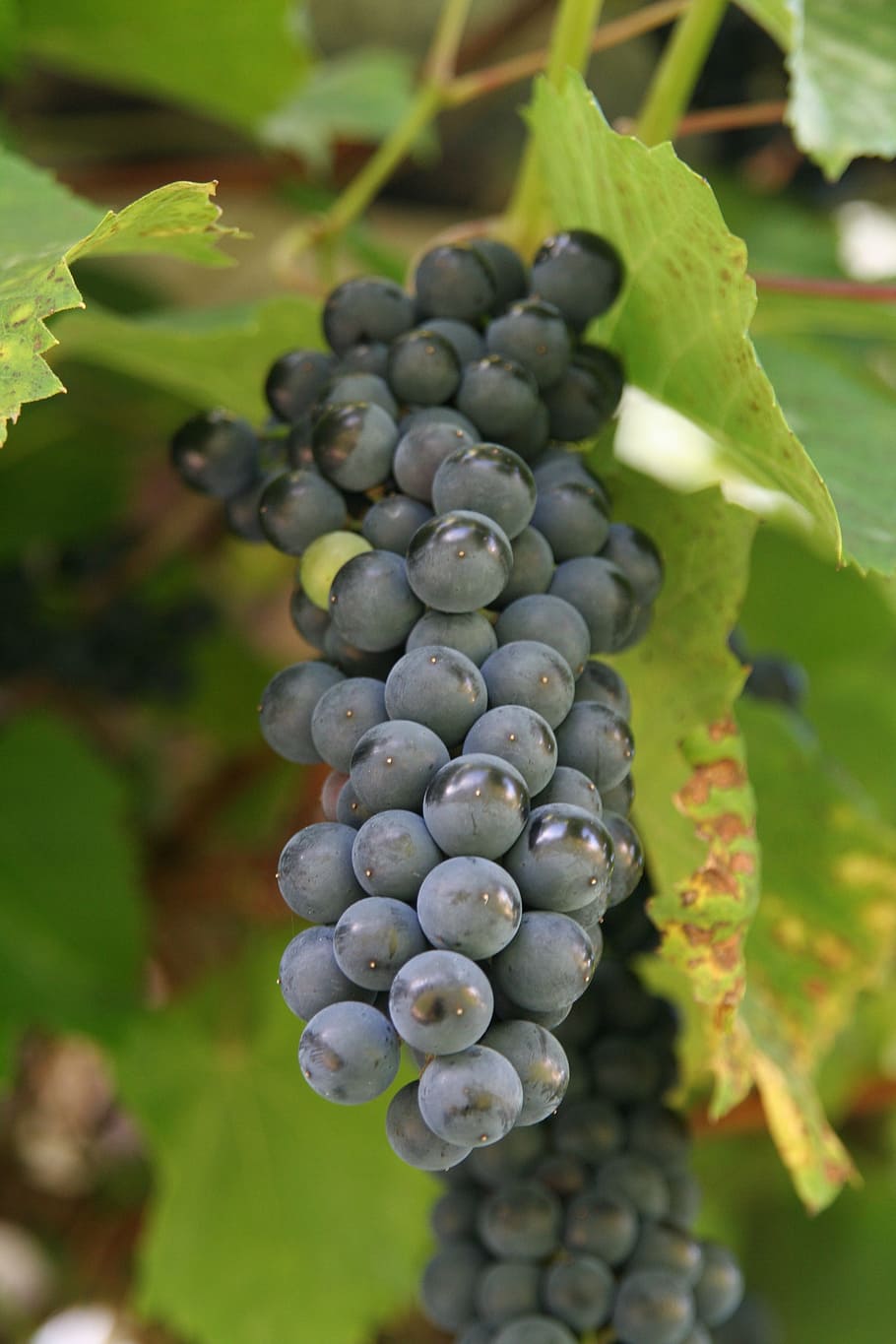 Wine, Cluster, Grapevine, Vintage, mature, blue, balls, grapes, maturation, sweet