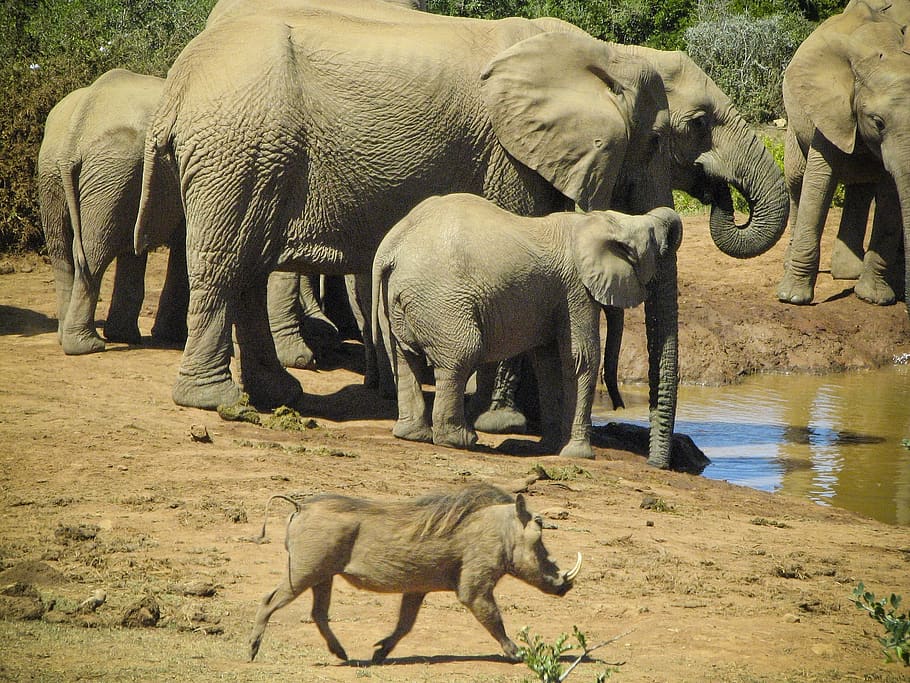 elephants, wild boar, wildlife, nature, standing, addo national park, south africa, mammals, pachyderms, drinking