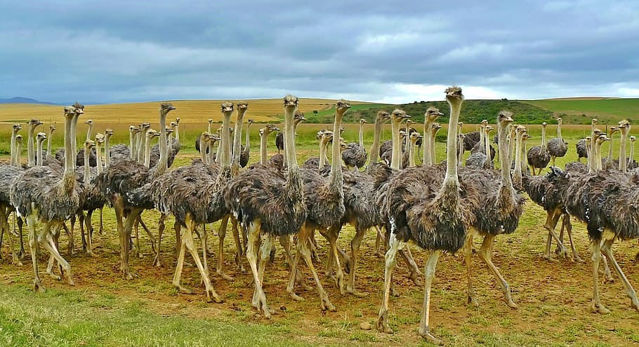 flock of ostrich, ostriches, birds, bouquet, ostrich, animal, africa, wildlife photography, nature, animal world