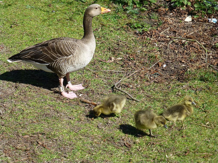 Geese, Goslings, Waterfowl, Greylag, duck, nature, goose, ducklings, bird, gosling