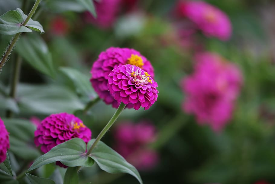 violet zinnia, blooming, flower, plant, meadow, summer, nature, outdoor, flowering plant, vulnerability
