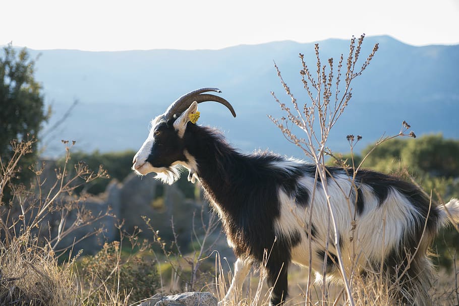 corsican goat, animal, sea, animal themes, mammal, domestic animals, one animal, pets, domestic, livestock