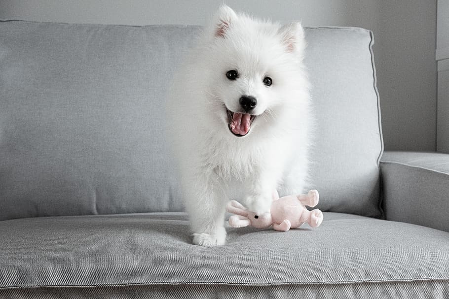 japanese, tip, puppy, dog, cute, white, fur, happy, playful, toy